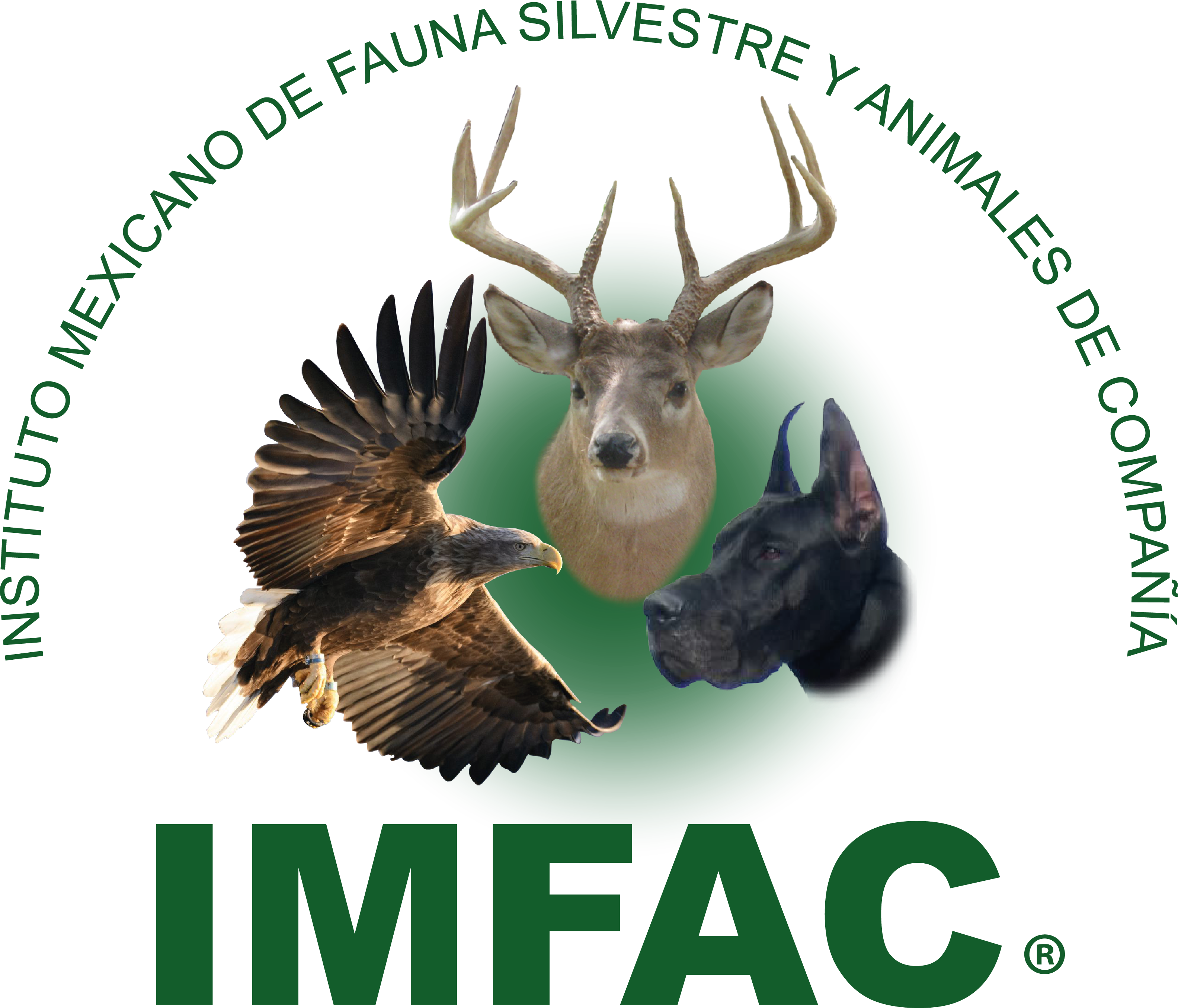 IMFAC