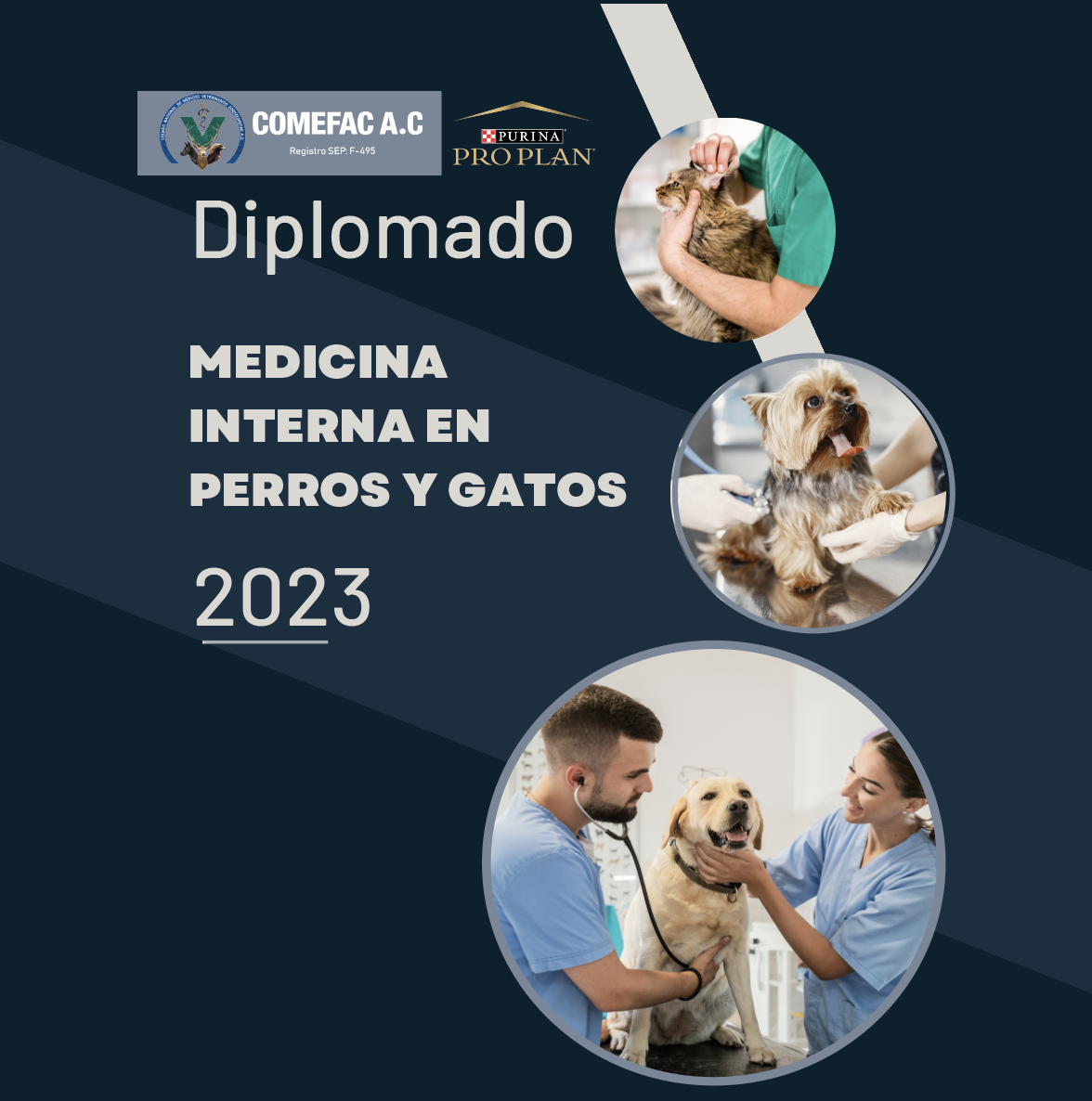 Diplomado Medicina Interna en Perros y Gatos