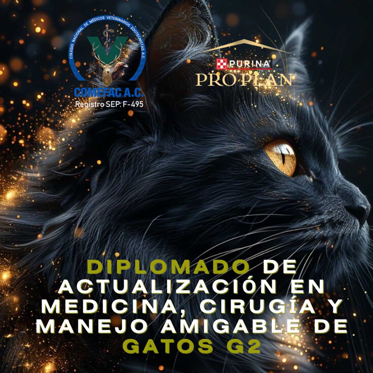 DIPLOMADO DE ACTUALIZACIÓN EN MEDICINA, CIRUGÍA Y MANEJO AMIGABLE DE GATOS G2