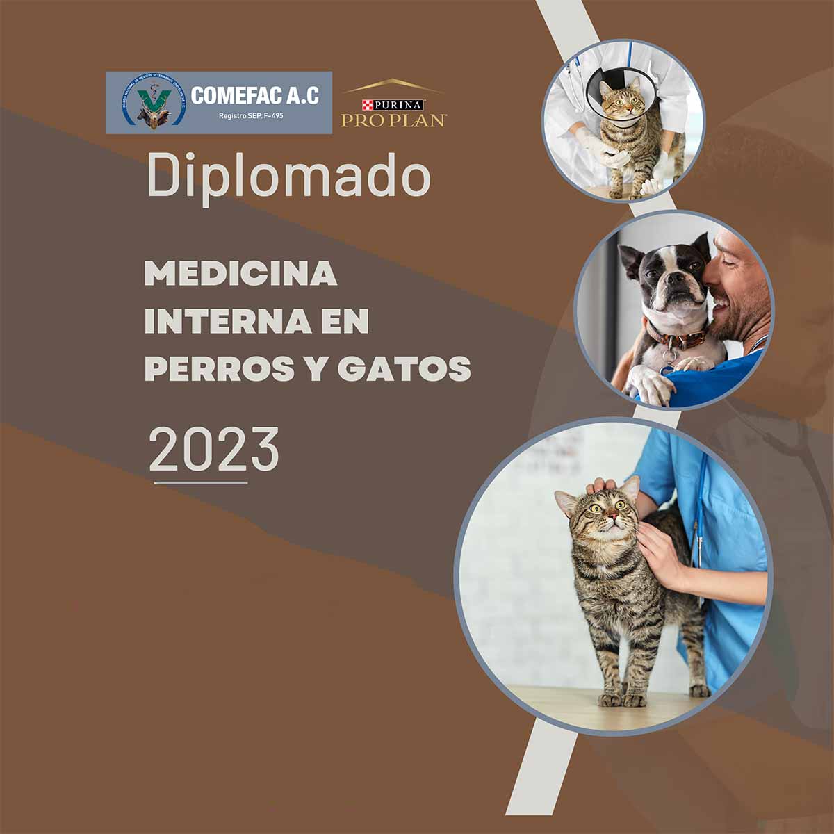 Diplomado Medicina Interna perros y gatos 