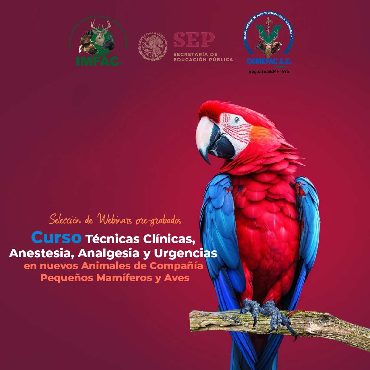 Técnicas Clínicas, Anestesia, Analgesia y Urgencias en nuevos Animales de Compañía Pequeños Mamíferos y Aves nov